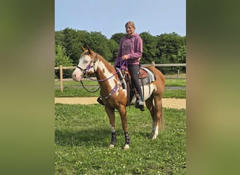 Paint Horse, Klacz, 4 lat, 150 cm, Overo wszelkich maści