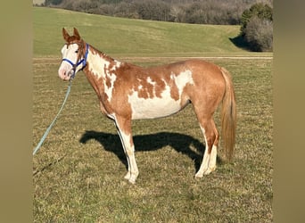 Paint Horse, Klacz, 4 lat, 150 cm, Overo wszelkich maści