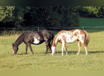 Paint Horse, Klacz, 4 lat, 150 cm, Overo wszelkich maści