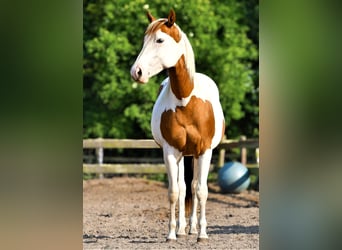 Paint Horse, Klacz, 4 lat, 151 cm, Tobiano wszelkich maści