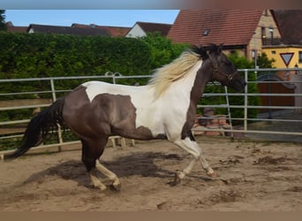 Paint Horse, Klacz, 4 lat, 152 cm, Grullo