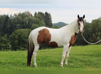 Paint Horse, Klacz, 4 lat, 152 cm, Tobiano wszelkich maści