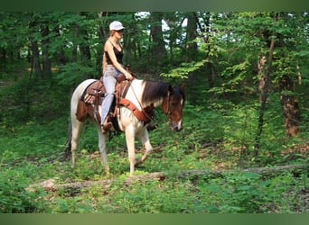 Paint Horse, Klacz, 4 lat, 152 cm