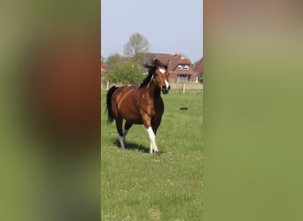 Paint Horse Mix, Klacz, 4 lat, 153 cm, Tobiano wszelkich maści