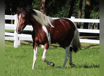 Paint Horse Mix, Klacz, 4 lat, 153 cm, Tobiano wszelkich maści