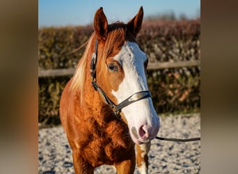 Paint Horse Mix, Klacz, 4 lat, 154 cm, Kasztanowata