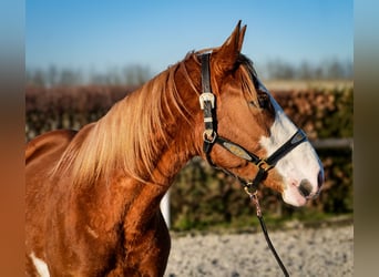 Paint Horse Mix, Klacz, 4 lat, 154 cm, Kasztanowata