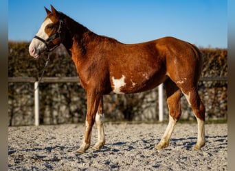 Paint Horse Mix, Klacz, 4 lat, 154 cm, Kasztanowata