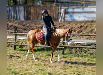 Paint Horse Mix, Klacz, 4 lat, 154 cm, Kasztanowata