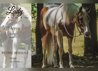 Paint Horse Mix, Klacz, 4 lat, 154 cm, Srokata