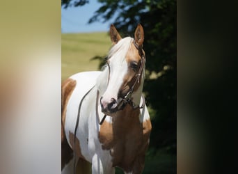 Paint Horse Mix, Klacz, 4 lat, 154 cm, Srokata