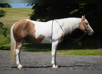 Paint Horse Mix, Klacz, 4 lat, 154 cm, Srokata