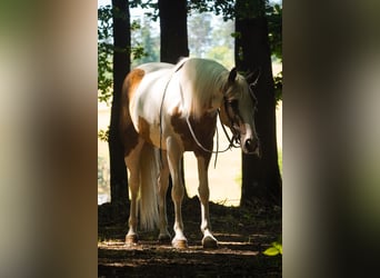 Paint Horse Mix, Klacz, 4 lat, 154 cm, Srokata