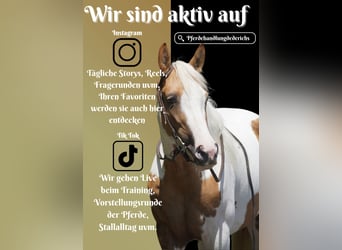 Paint Horse Mix, Klacz, 4 lat, 154 cm, Srokata