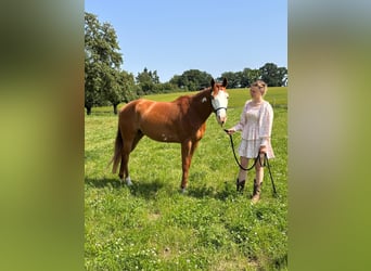 Paint Horse, Klacz, 4 lat, 155 cm, Kasztanowata
