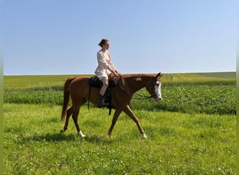 Paint Horse, Klacz, 4 lat, 155 cm, Kasztanowata