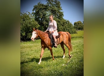 Paint Horse, Klacz, 4 lat, 155 cm, Kasztanowata