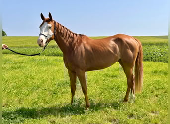 Paint Horse, Klacz, 4 lat, 155 cm, Kasztanowata