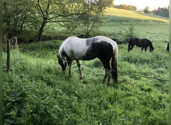 Paint Horse, Klacz, 4 lat, 156 cm, Srokata