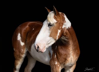 Paint Horse, Klacz, 4 lat, 163 cm, Ciemnokasztanowata