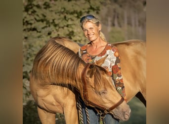 Paint Horse, Klacz, 5 lat, 149 cm, Szampańska