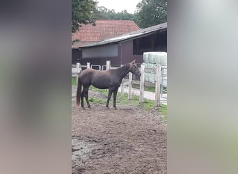 Paint Horse, Klacz, 5 lat, 150 cm, Siwa