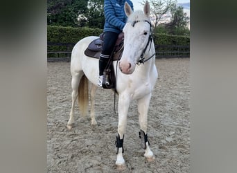 Paint Horse Mix, Klacz, 5 lat, 160 cm, Biała