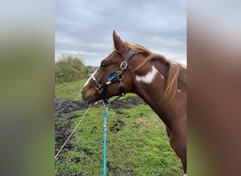 Paint Horse Mix, Klacz, 6 lat, 146 cm, Srokata