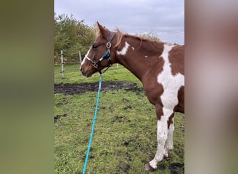 Paint Horse Mix, Klacz, 6 lat, 146 cm, Srokata