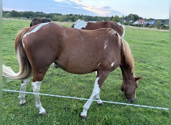 Paint Horse Mix, Klacz, 6 lat, 146 cm, Srokata