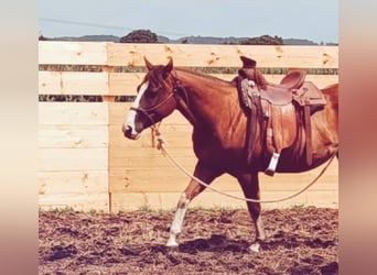 Paint Horse Mix, Klacz, 6 lat, 147 cm, Kasztanowata