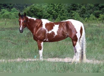 Paint Horse, Klacz, 6 lat, 150 cm, Gniada