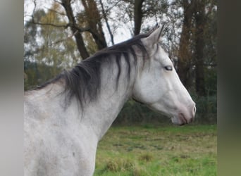 Paint Horse, Klacz, 6 lat, 150 cm, Siwa