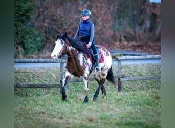 Paint Horse Mix, Klacz, 6 lat, 150 cm, Srokata