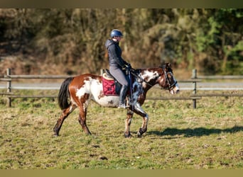 Paint Horse Mix, Klacz, 6 lat, 150 cm, Srokata