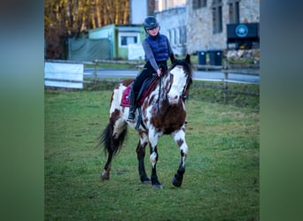 Paint Horse Mix, Klacz, 6 lat, 150 cm, Srokata