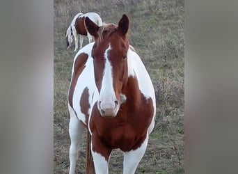 Paint Horse, Klacz, 6 lat, 152 cm, Ciemnokasztanowata