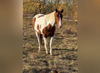 Paint Horse, Klacz, 6 lat, 152 cm, Ciemnokasztanowata