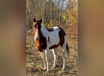 Paint Horse, Klacz, 6 lat, 152 cm, Ciemnokasztanowata