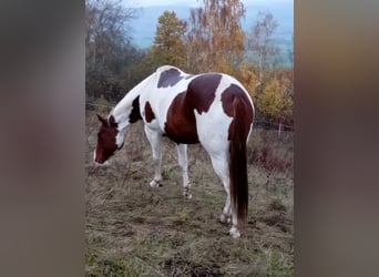 Paint Horse, Klacz, 6 lat, 152 cm, Ciemnokasztanowata