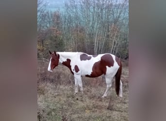 Paint Horse, Klacz, 6 lat, 152 cm, Ciemnokasztanowata