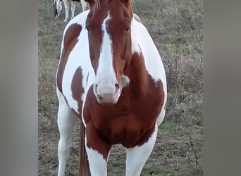 Paint Horse, Klacz, 6 lat, 152 cm, Ciemnokasztanowata