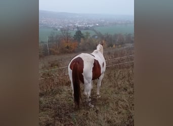 Paint Horse, Klacz, 6 lat, 152 cm, Ciemnokasztanowata