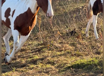 Paint Horse, Klacz, 6 lat, 152 cm, Ciemnokasztanowata