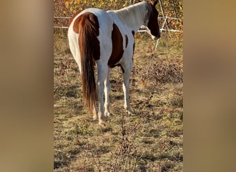 Paint Horse, Klacz, 6 lat, 152 cm, Ciemnokasztanowata