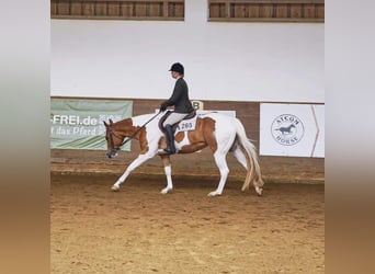 Paint Horse, Klacz, 6 lat, 153 cm, Tobiano wszelkich maści