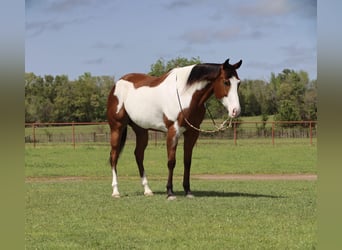 Paint Horse, Klacz, 6 lat, 157 cm