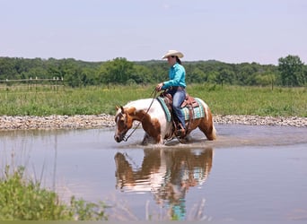 Paint Horse, Klacz, 6 lat, Izabelowata