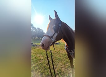 Paint Horse, Klacz, 7 lat, 142 cm, Cisawa