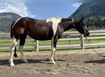 Paint Horse, Klacz, 7 lat, 148 cm, Tobiano wszelkich maści